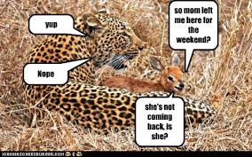 Animal Comedy Coming Back Animal Comedy Animal Comedy Funny Animals Animal Gifs Cheezburger Hanki 12.267 sekunnin cheetah and deer running on arkistovideomateriaali, jonka nopeus on 30fps. animal comedy funny animals animal