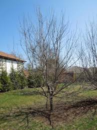 It causes the stems, flowers, and fruit to become covered in a brown fungus that mummifies the fruit. Preventing Fruit Tree Diseases Starts In The Dormant Season