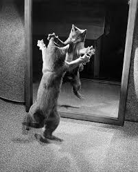 Why Do Cats Go Bonkers When They See Themselves In The Mirror Cattime Cat Photography Cats Animals
