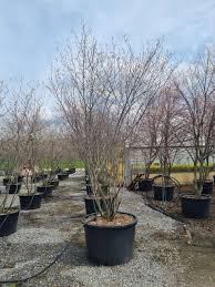 Image result for Amelanchier ovalis