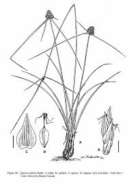 Image result for Cyperus dubius