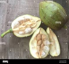 Image result for Pachira glabra