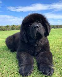 Newfoundlanddog Newfoundland Puppies Newfoundland Dog Puppy Large Dog Breeds