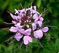 Image result for Cleome schimperi