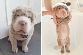 She will put up with a bath or come to the hose if she's thirsty. 89 Funny Dog Pics Before And After A Bath Bored Panda