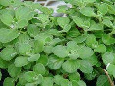 Cuban Oregano Seeds Aka Broad Leaf Thyme Herbs