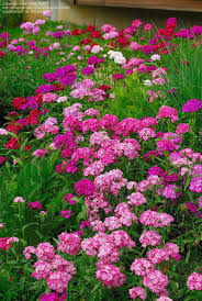 Plantfiles Picture 29 Of Sweet William Dianthus Barbatus Pink Perennials Butterfly Garden Design Beautiful Flowers