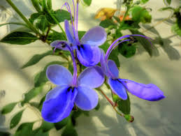 Image result for Rotheca myricoides