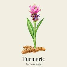 Image result for Curcuma longa