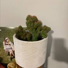 Your zig zag cactus will grow long, cascading fishbone vines. Mediterranean Spruge Plant Care Water Sunlight And Nutrients