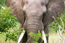 Jul 21, 2021 · african safari holiday essentials. Safari Animals Top 15 Where To See Them Big World Small Pockets