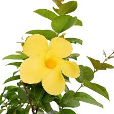 Image result for dipladenie žlutá obrázek