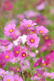 The 15 Best Annual Flowers You Need To Plant In Your Yard Annual Plants Summer Flowers Cosmos Flowers