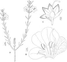 Image result for Harveya alectroides