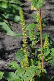 Image result for Amaranthus hybridus