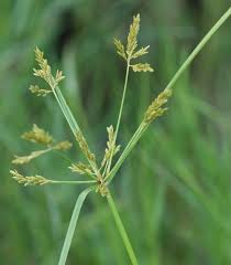 Image result for Cyperus platycaulis