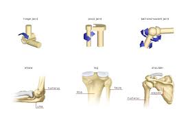 Slightly Movable Joints Science Online