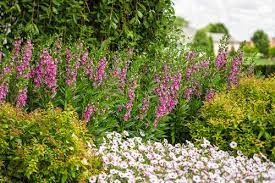 These shady planters, though, are having plenty of fun sans sun. 17 Tall Annuals For The Middle Of The Border Proven Winners