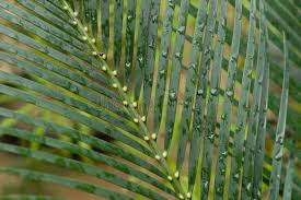 Image result for Zamiaceae