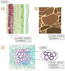 Plants that developed systems to transport water to the sites of photosynthesis on leaves had a better chance of survival. Xylem Vessels Elements Cie As Biology Revision Notes