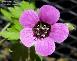 Image result for Geranium ocellatum
