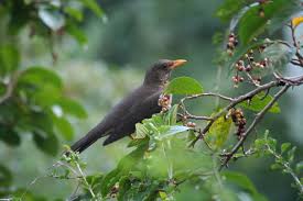 Image result for Antidesma venosum