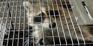 Your trusted jersey city pest control specialists looking for a dedicated and trustworthy animal control specialists in jersey city? Animal Control Ocean Township Nj Rz Termite Pest Control