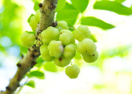 Pin On Boricua Fruits Vegetables