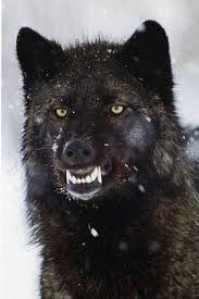 Looking A Bit Mean Here Black Wolves Black Wolves Red Fox Gray Wolf Timber Wolf Mule Deer Pumas Animal Photography Photogr In 2020 Angry Wolf Wolf Pictures Wolf Dog