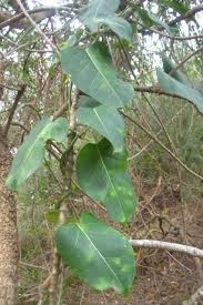 Image result for Marsdenia