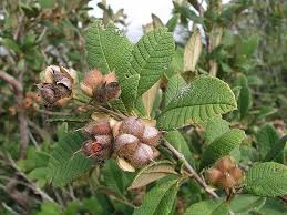 Image result for Tetracera boiviniana