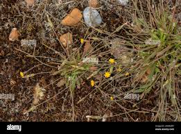 Image result for Macledium sessiliflorum