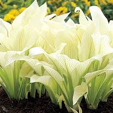 Silver threads and golden needles hosta. White Feather Hosta Direct Gardening