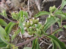 Image result for Raphionacme lanceolata