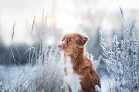 We did not find results for: How Cold Is Too Cold For Dogs Find Out Now Tractive Blog