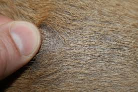 Black, thick, greasy, rancid skin. Hairloss And Dark Skin Puppy Forum And Dog Forums