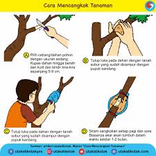 Check spelling or type a new query. Guru Berbagi Perkembangbiakan Vegetatif Pada Tumbuhan