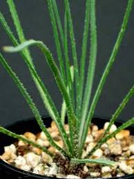 Image result for Aloe myriacantha