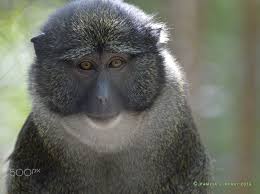 Its diet consists of fruits and leaves, as well as beetles and worms. Sweet Swamp Monkey Monkey Diurnal Animals Swamp