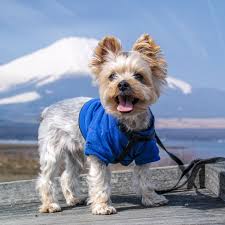 Dog clothes patterns here are patterns for custom dog clothes in different fabrics to fit your dog. How To Start A Pet Apparel Design Business