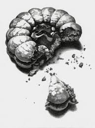 Flower Cookie By Gnomesandcookies On Deviantart Baking Art Observational Drawing Art