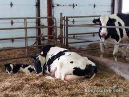 How Much Milk Can A Cow Give Per Day Which Affects Milk Yield Farmer