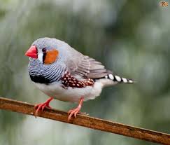 They are sociable birds and should ideally be kept in pairs or groups. Bird Profile Zebra Finch Pets4homes