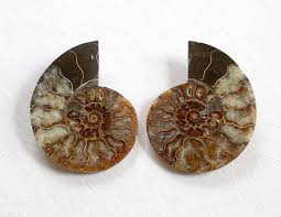 The film is loosely inspired by the life of british palaeontologist mary anning, played by kate winslet. Polished Ammonite 2 Troll Art