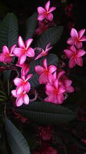 Maybe you would like to learn more about one of these? Pink Flower Hd Wallpapers For Mobile Best Hd Wallpapers Hd Flower Wallpaper Pink Flowers Wallpaper Flower Iphone Wallpaper