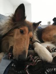When in doubt, choose the larger size chew toy for safety's sake. Bacon Dog Chews Toys Shop Bacon Benebone Chews At Barkshop