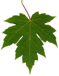 Maple Leaf Clipart Leaves Leaf Clipart