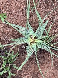Image result for Ledebouria luteola