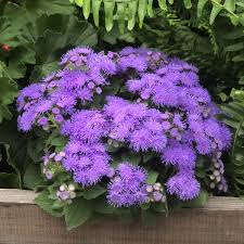 Image result for Ageratum