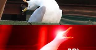 Maybe you would like to learn more about one of these? Some Inhaling Seagull Memes I Found On The Internet Album On Imgur